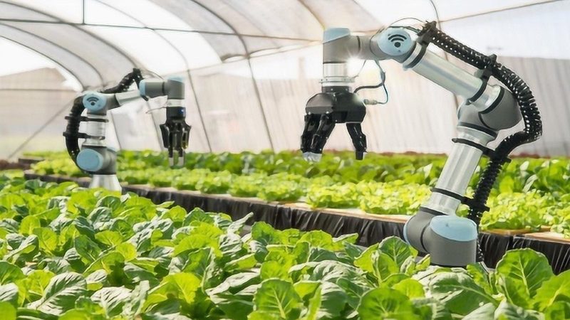小型玉米收割机选购：关键指标与误区解析**